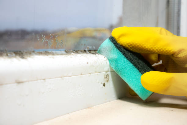 Best Attic Mold Removal  in Chauvin, LA